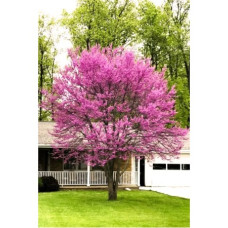 Церцис продам саджанець, висота 120 см, продам садажнець церциса Cercis canadensis