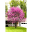 Церцис продам саджанець, висота 120 см, продам садажнець церциса Cercis canadensis