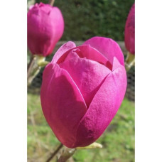 Магнолія Блек Туліп продам саджанець, куплю магнолію Black Tulip