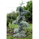 Ялина Глаука Пендула продам саджанець, висота 120 см, продам ялину Glauca Pendula