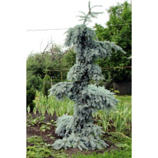 Ялина Глаука Пендула продам саджанець, висота 120 см, продам ялину Glauca Pendula
