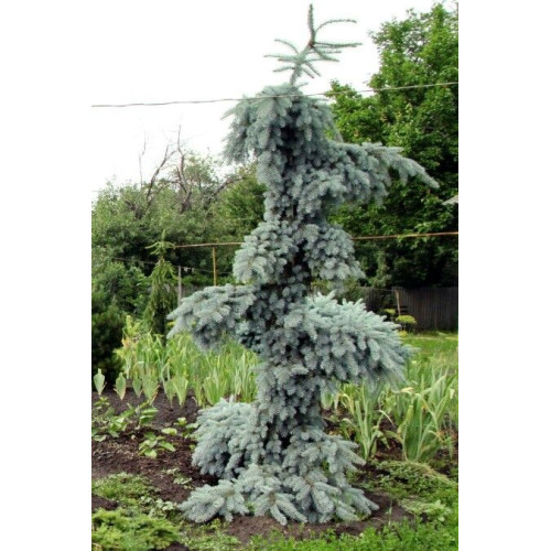 Ялина Глаука Пендула продам саджанець, висота 120 см, продам ялину Glauca Pendula