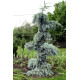 Ялина Глаука Пендула продам саджанець, висота 120 см, продам ялину Glauca Pendula