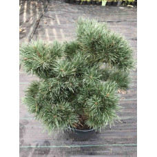 Сосна Чантрі Блю продам саджанець, висота 40 см, продам сосну Chantry Blue