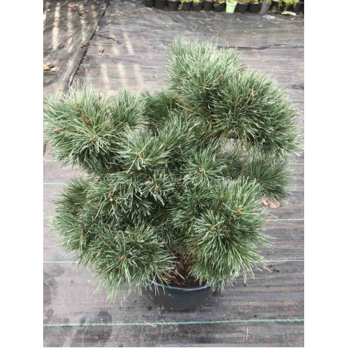 Сосна Чантрі Блю продам саджанець, висота 40 см, продам сосну Chantry Blue