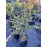 Ялина Блю Стар продам саджанець, висота 90-100 см, продам ялину Blue Star