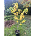 Церцис продам саджанець, висота 120 см, продам садажнець церциса Cercis canadensis