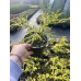 Кипарисовик Філіфера Ауреа продам саджанець, висота 15-20 см, продам кипарисовик Filifera Aurea