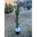 Продам тис ягідний, куплю тис колоновидний Taxus Baccata
